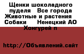 Щенки шоколадного пуделя - Все города Животные и растения » Собаки   . Ненецкий АО,Хонгурей п.